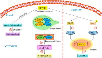 Revolutionizing pediatric neuroblastoma treatment: unraveling new molecular targets for precision interventions